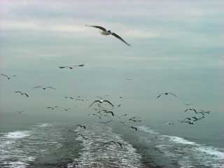 Followed by a host of seagulls, obviously mistaking us for a herring boat!