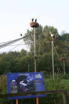 Wildlife in abundance at Lelystad's Natuurpark